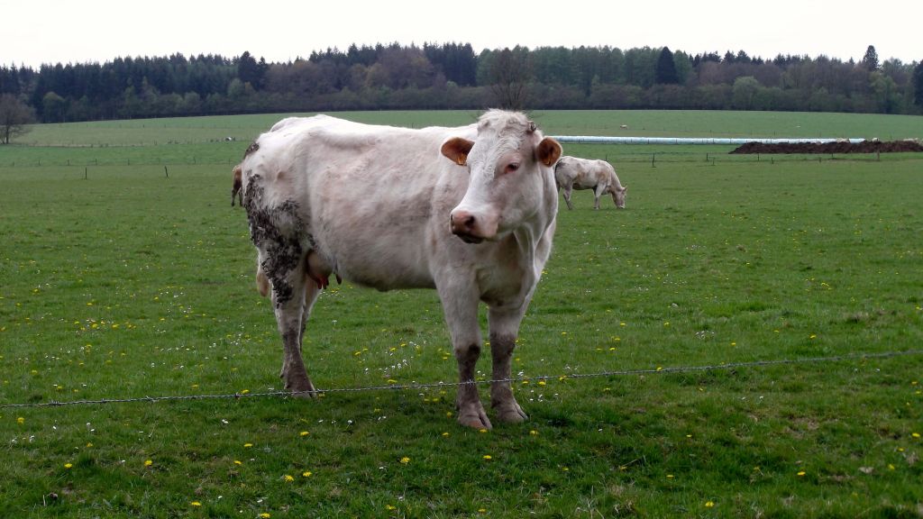 Nabij de Ferme de Longchamps.
