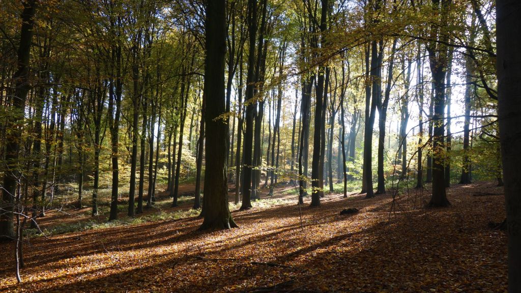 Indian summer in de Vlaamse&nbsp;Ardennen
