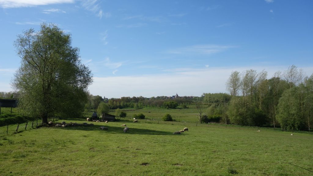 Tussen bloeiende boshyacinten in het&nbsp;Pajottenland