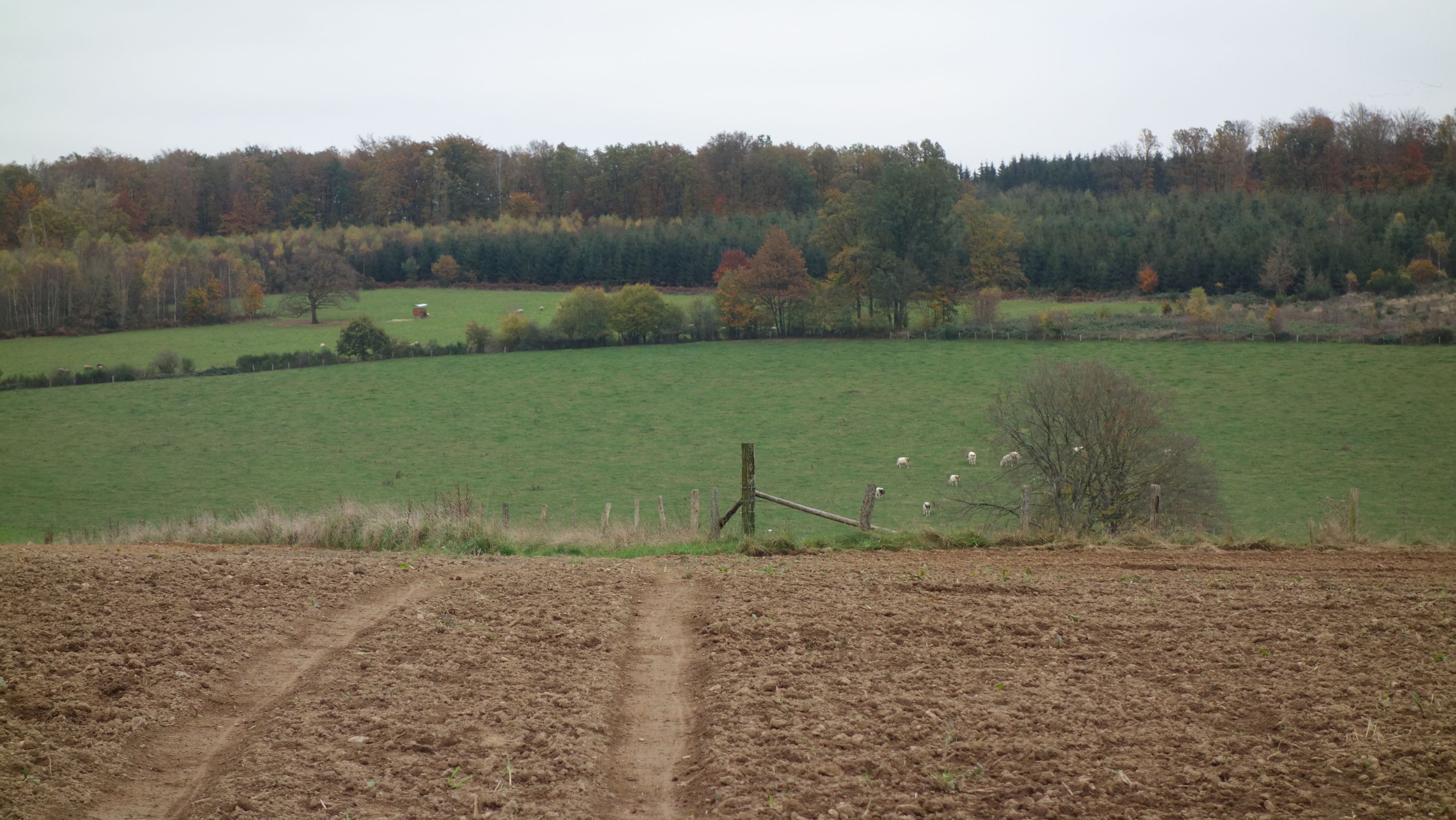 De Decamerone, image size:3283x1848